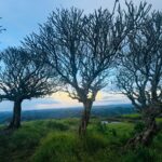 A scenic view of Narayangiri Hill, featuring lush greenery and rocky outcrops under a clear blue sky