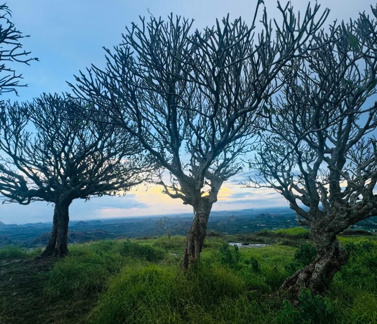 A scenic view of Narayangiri Hill, featuring lush greenery and rocky outcrops under a clear blue sky