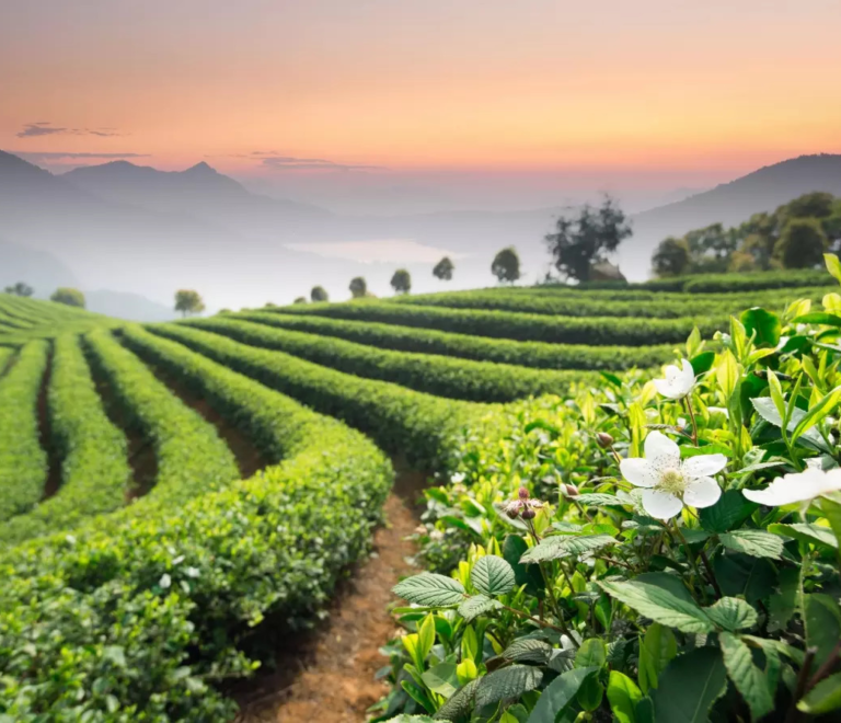 Places to visit in Karnataka in Winter